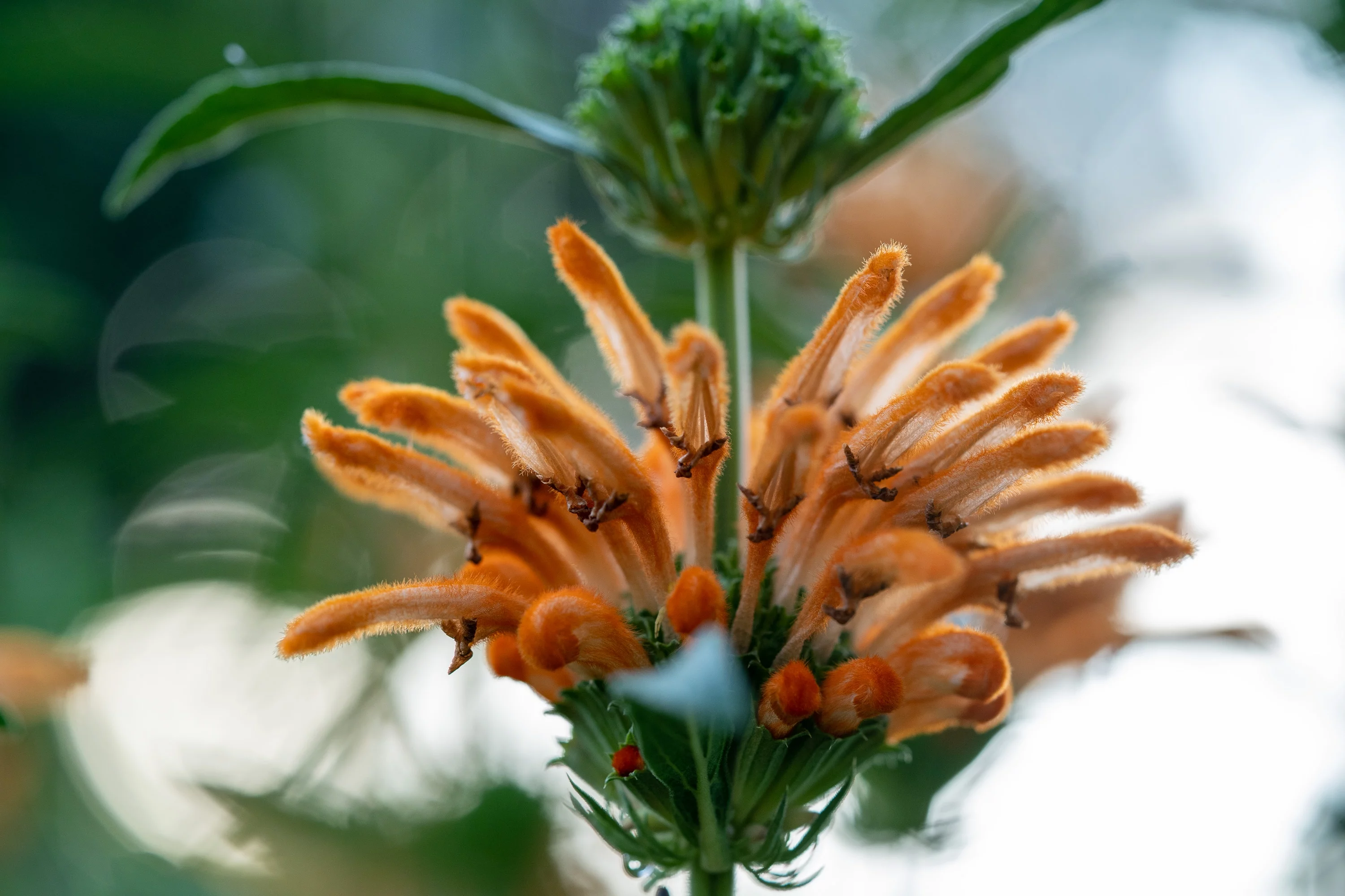 Plant Good Seed Wild Dagga Lion's Tail Seeds, Leonotis Leonurus Seeds, Pack of 25