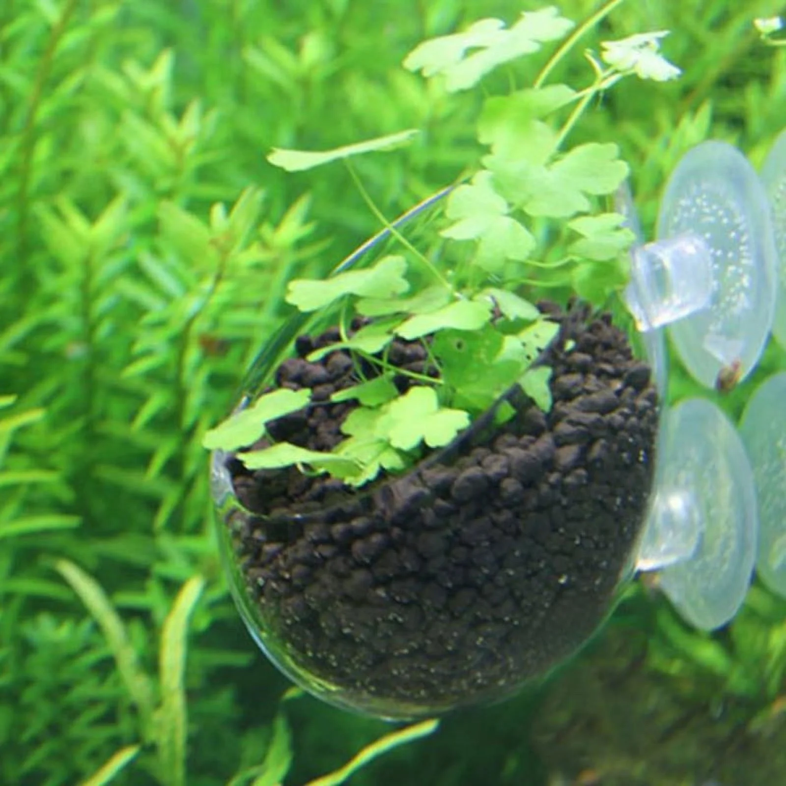 Fish Tank Mini Crystal Glass Pot Water Potted Aquatic Planting Cylinder Cup