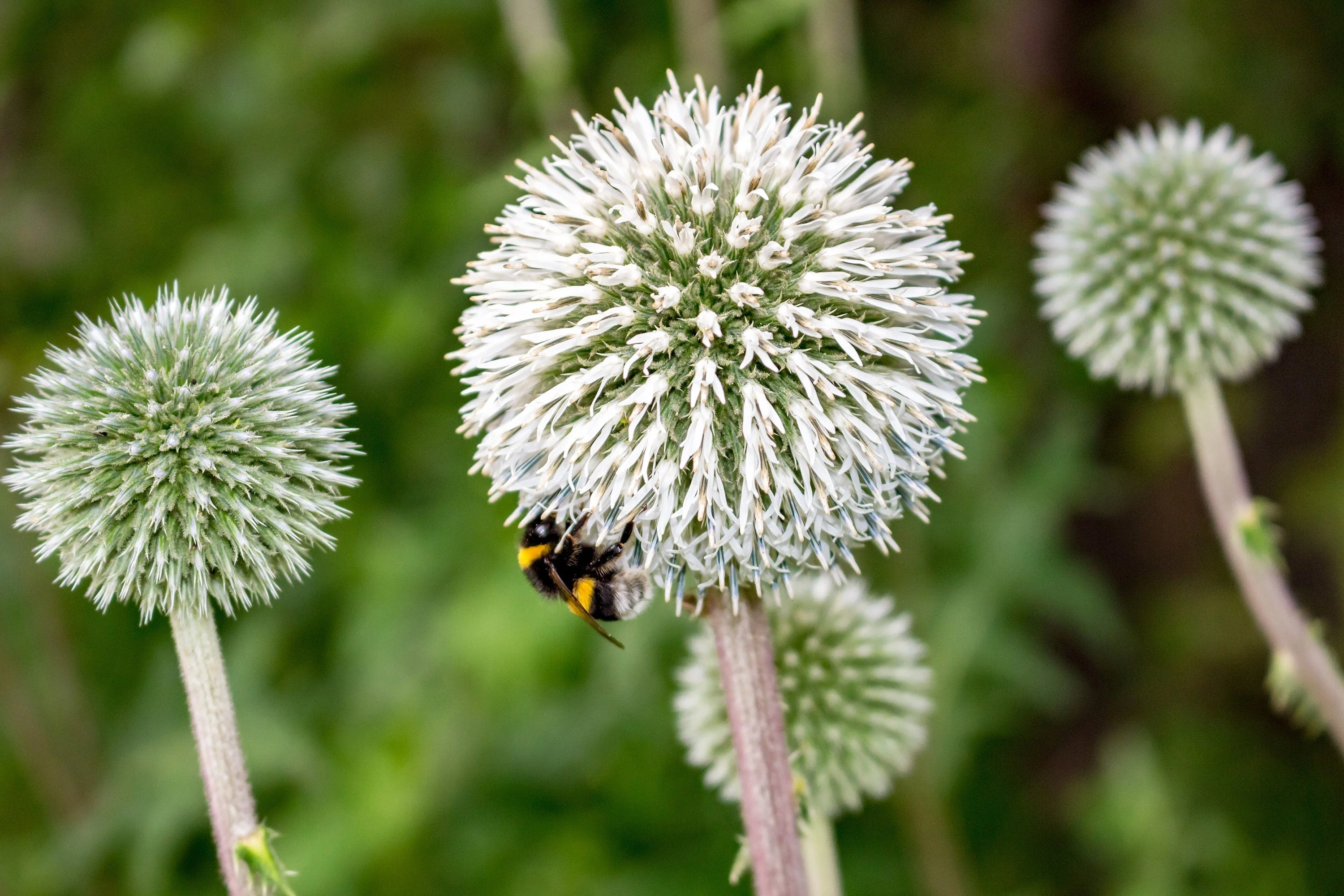 20 Silver GIANT GLOBE THISTLE Echinops Sphaerocephalus Great Globethistle Silvery White Flower Seeds