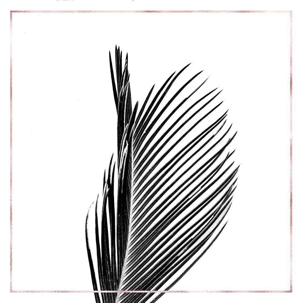 Atelier B Art Studio 12x12 Black Modern Framed Museum Art Print Titled - ARECA PALM WITH ROSE LINE