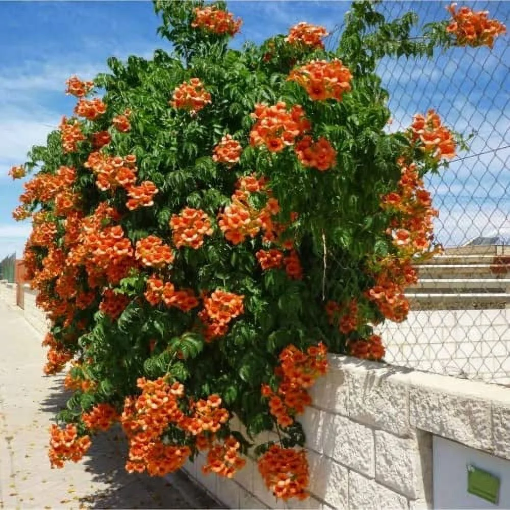 CHUXAY GARDEN Campsis Radicans Seed 20 Seeds Trumpet Vine Woody Climbing Vine Attract Butterflies and Bees Striking Landscaping Plant