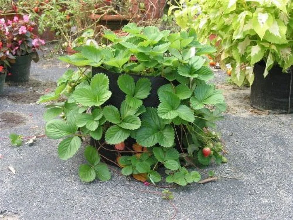 SMART POT 15 Gallon Fabric Grow Bag - Natural