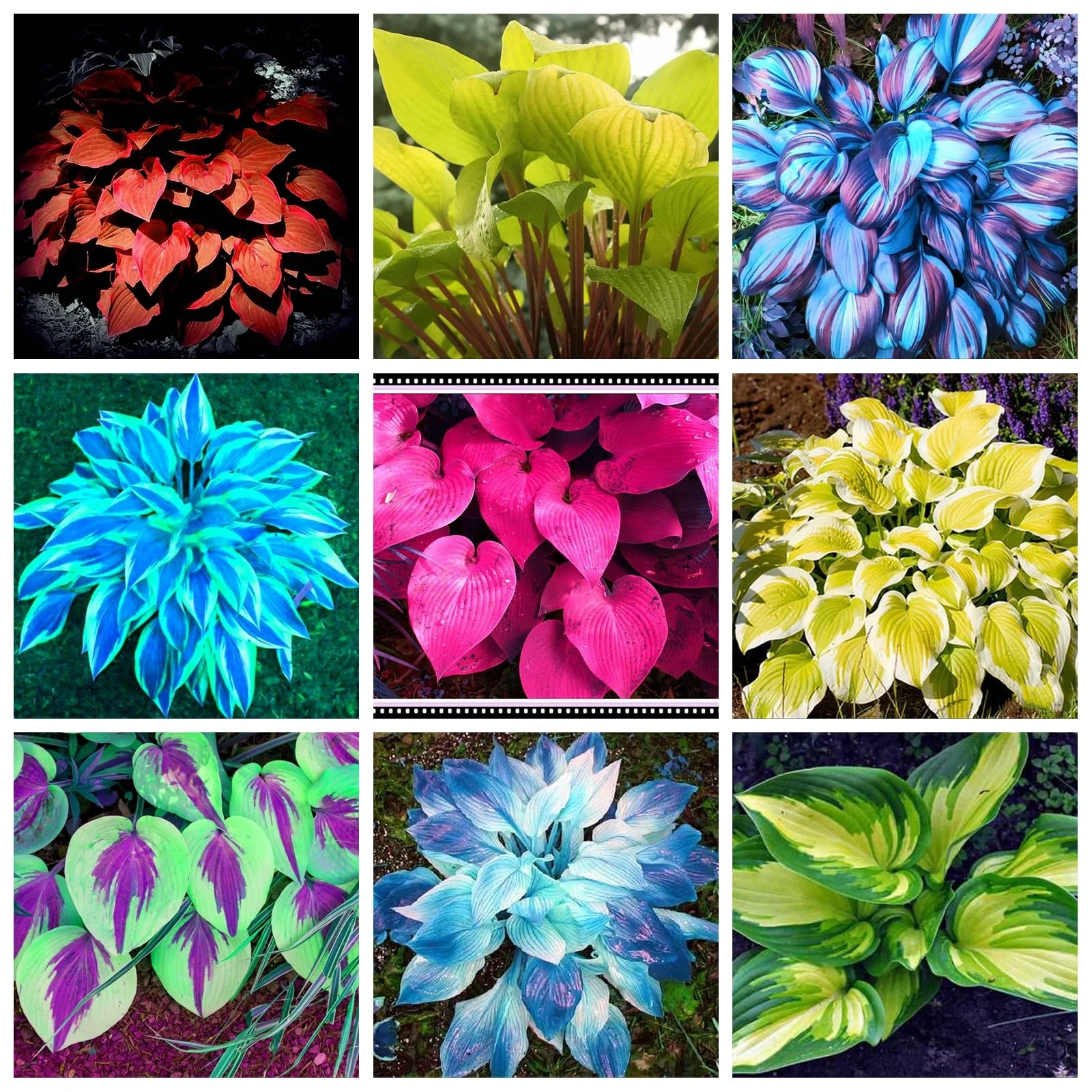 Hosta Bulbs For Planting Perennial,Hosta Plants Bulbs,Beautify Environment,Hosta Plants Outdoor,Hosta Bulbs In Pots,Hosta Plants For Sale.