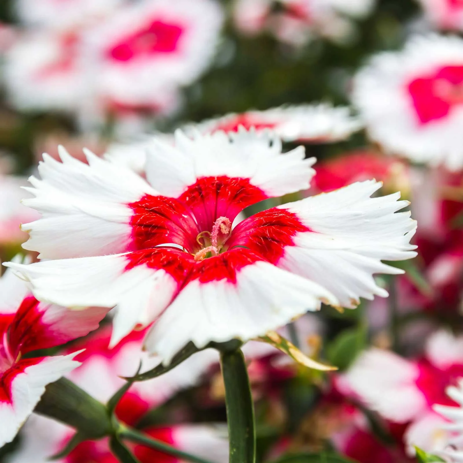 Dianthus Super Parfait Series Flower Seeds - Red Peppermint - 500 Seeds - Annual Flower Garden Seeds - Dianthus chinensis