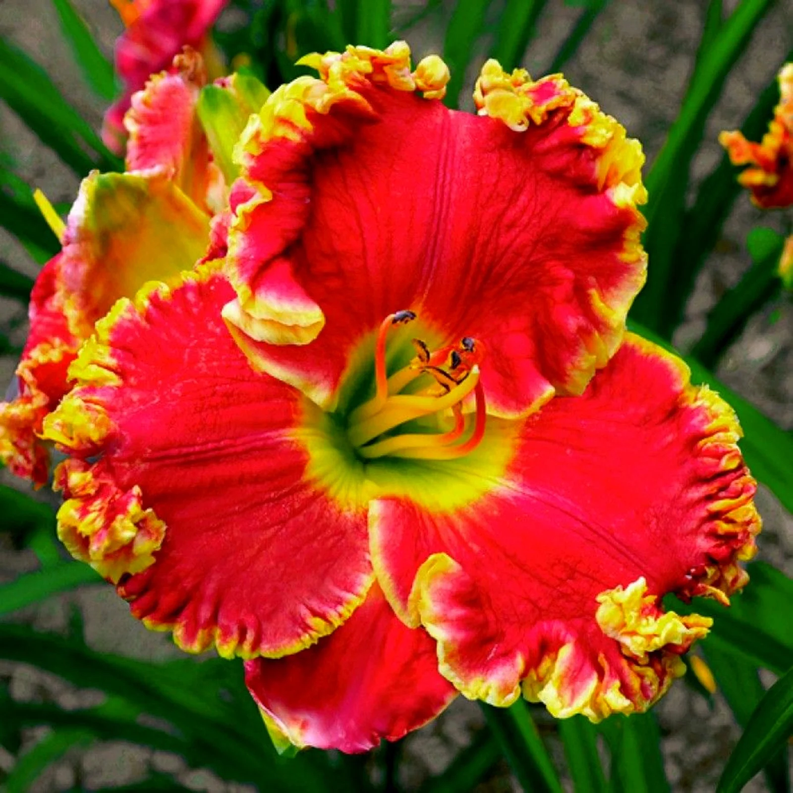 Daylily Bulbs, Large Flowers, Cold-Resistant, Hemerocallis Fulva, Vigorous Vitality, Perennial Bulb Plants Seasonal Flowers, Gardens, Flower Pots,Daylily Roots,Daylily Plant, Bloom Multiple Times,