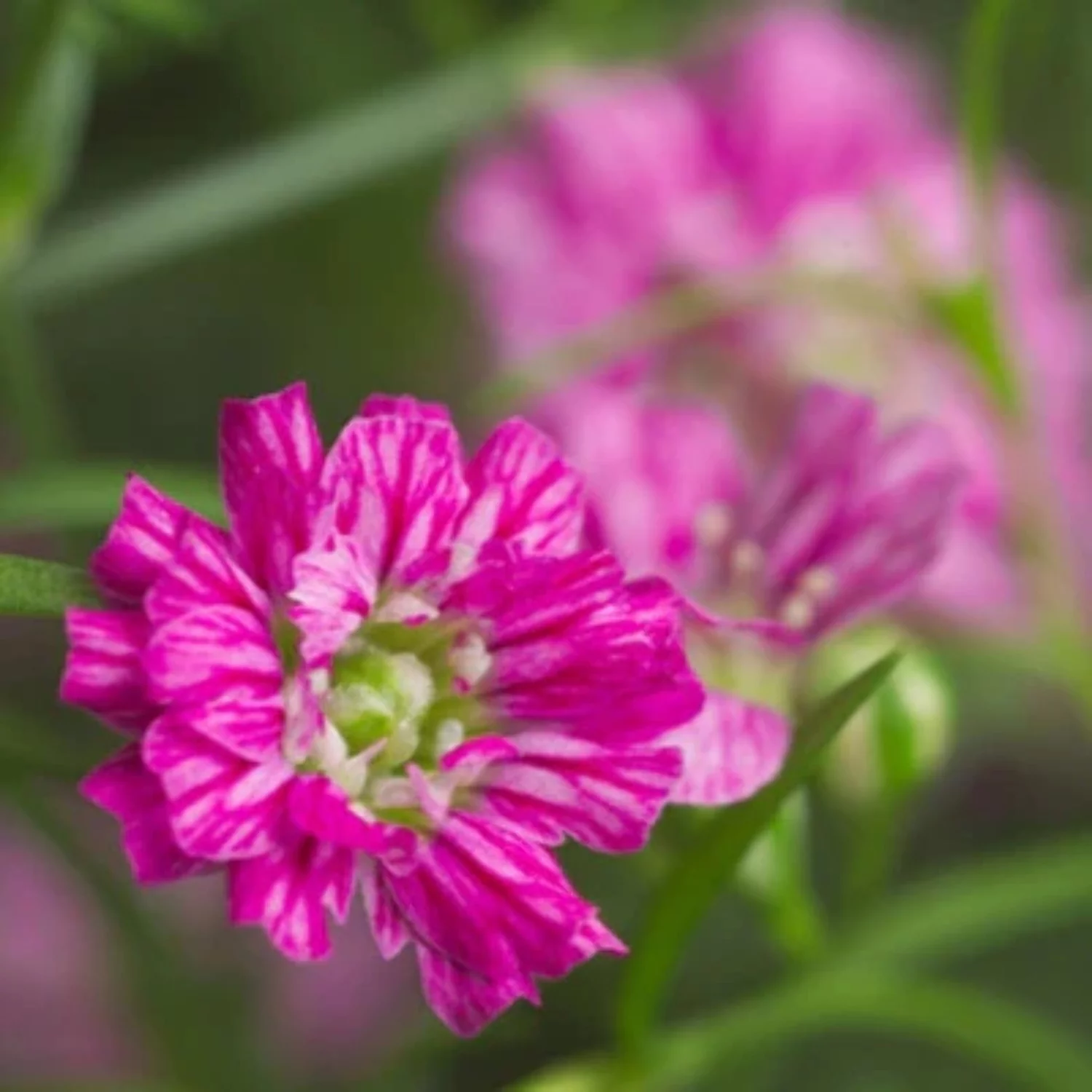Gypsophila Gypsy Deep Rose Seed