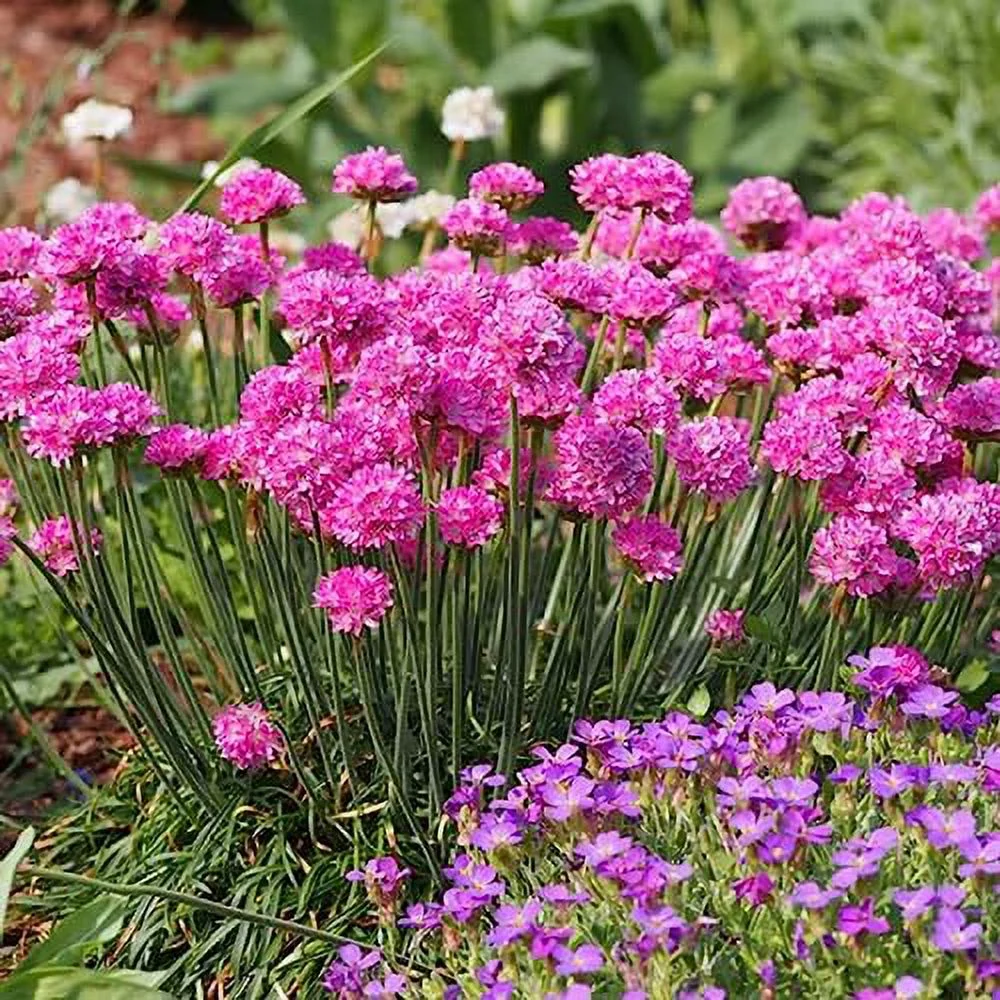 CHUXAY GARDEN Armeria Maritima Seed 400 Seeds Perennial Sea Thrift Flowering Plant Great Ornamental Features Attract Butterflies and Bees