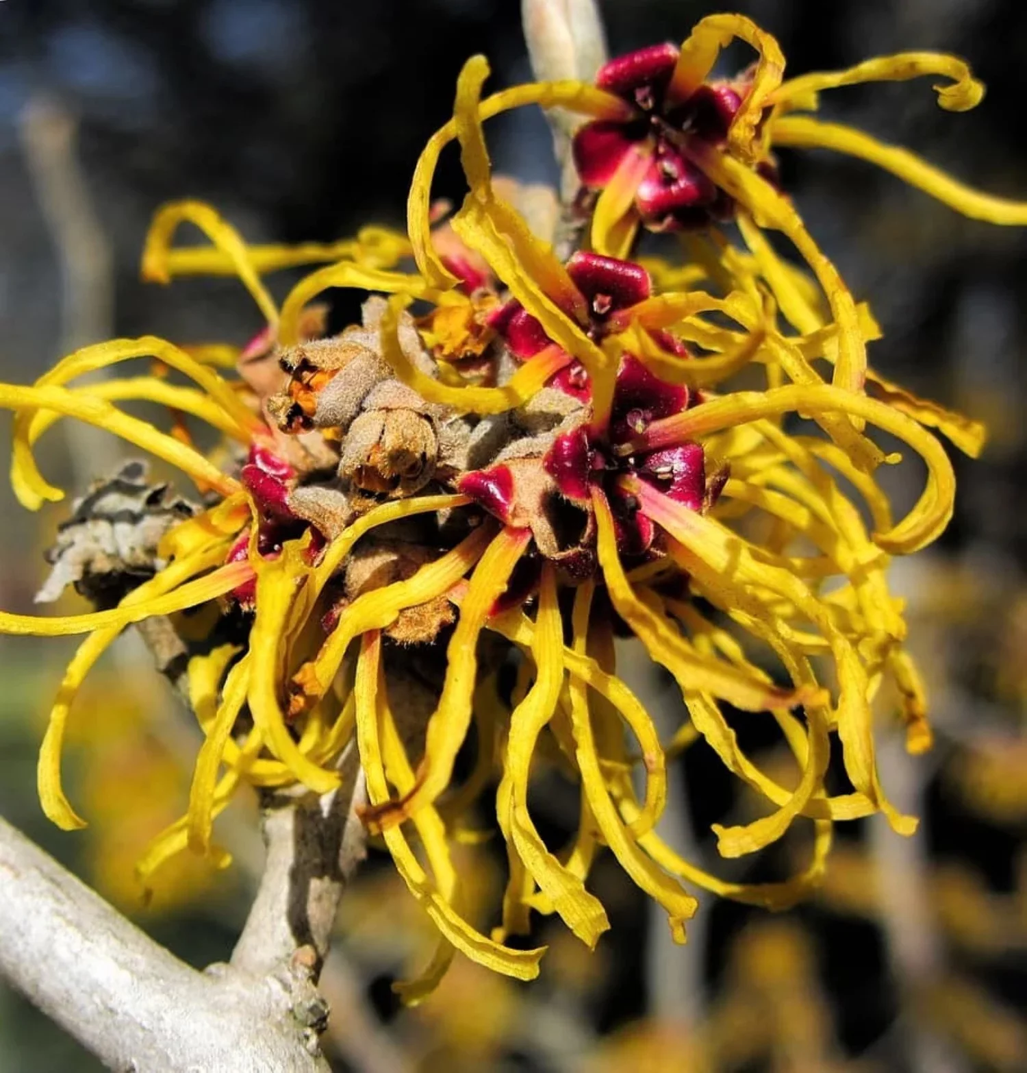 25 American WITCH HAZEL Hamamelis Virginiana Alder Shrub Tree Yellow Flower Seeds
