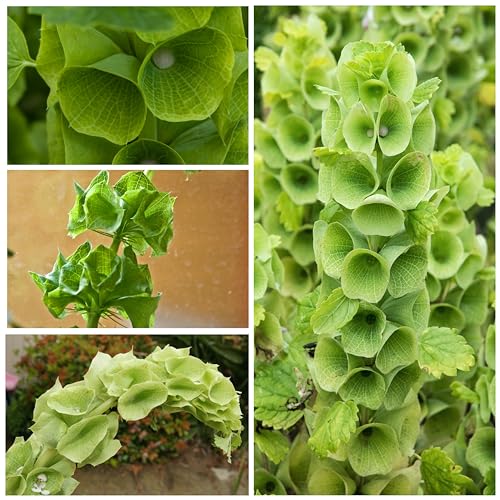 Seed Needs, Bells of Ireland Seeds - 400 Heirloom Seeds for Planting Molucella laevis - Green Bell Shaped Flowers, Perfect as a Cut Flower, Attracts Pollinators (2 Packs)