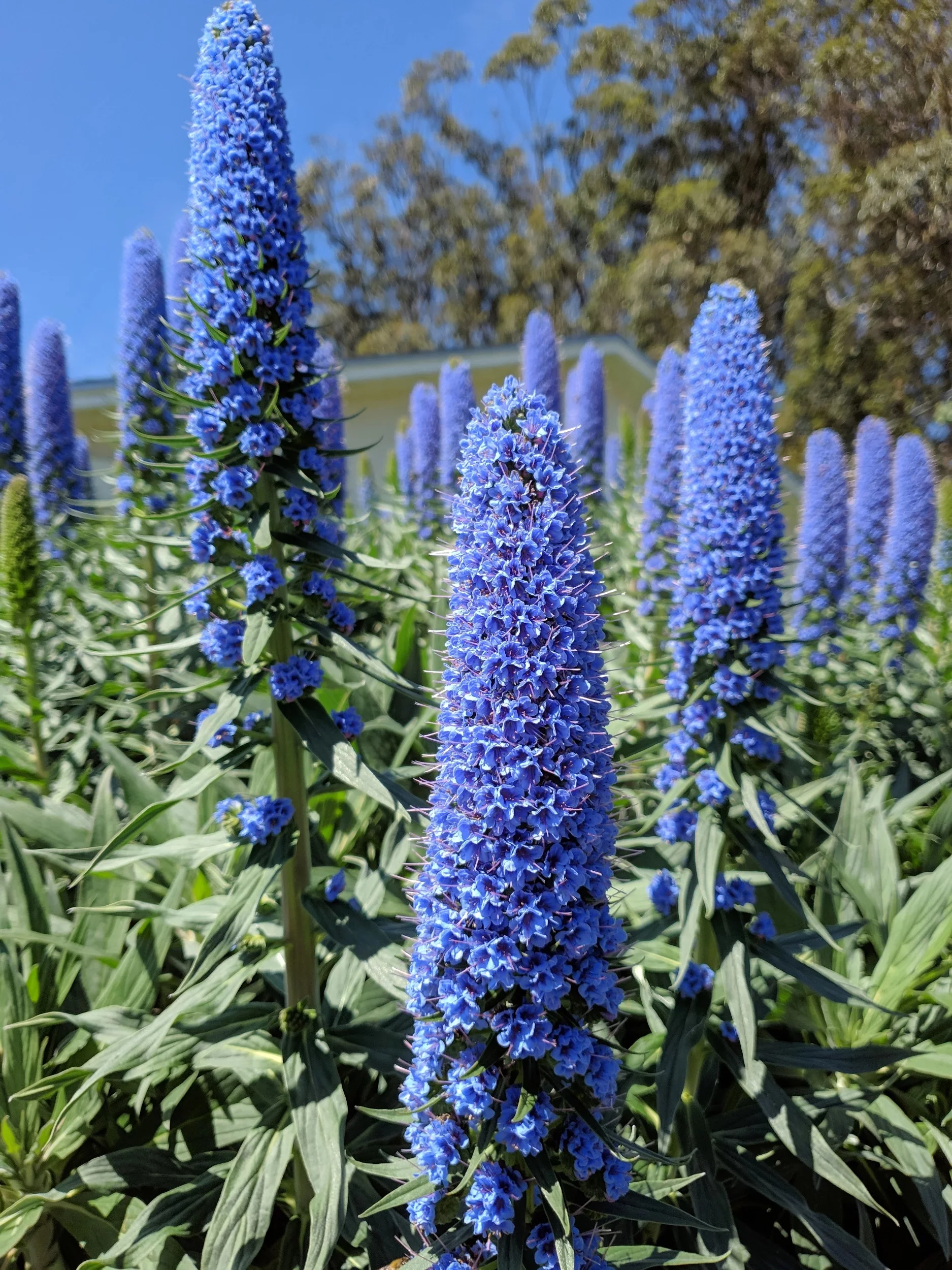 50 Blue PRIDE OF MADEIRA Echium Candicans Fastuosum Nectar Flower Seeds