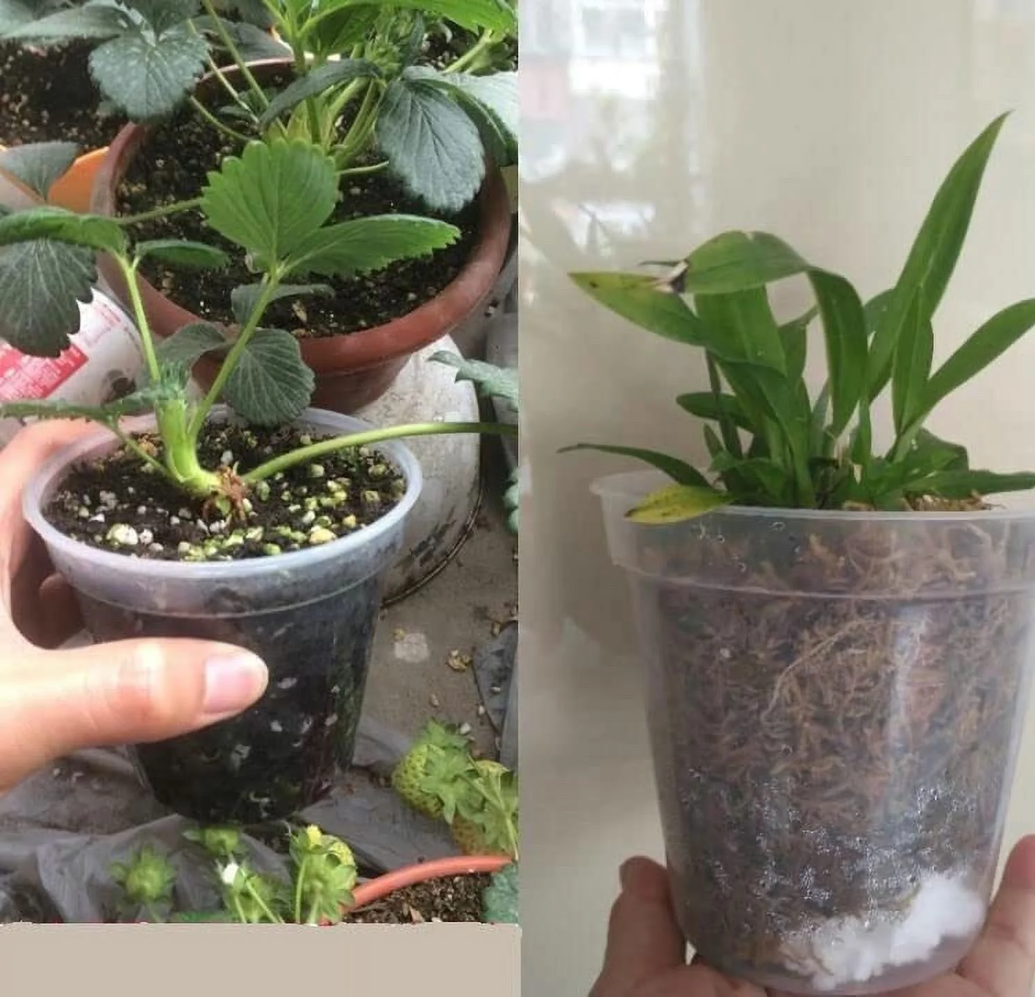 Clear Plastic Pot - Virtually Clear 4 inch Pot - Quantity 5