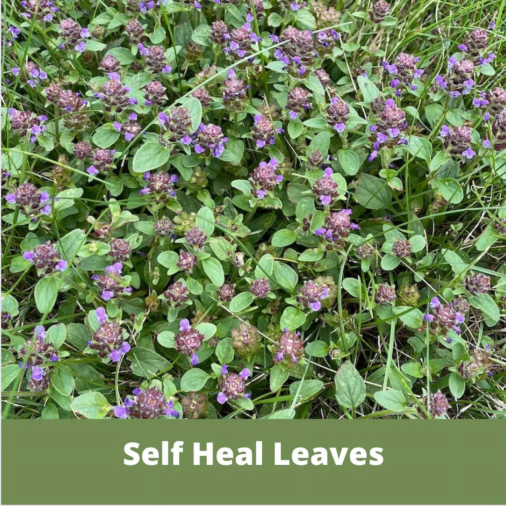 Self-Heal Seed Pouch