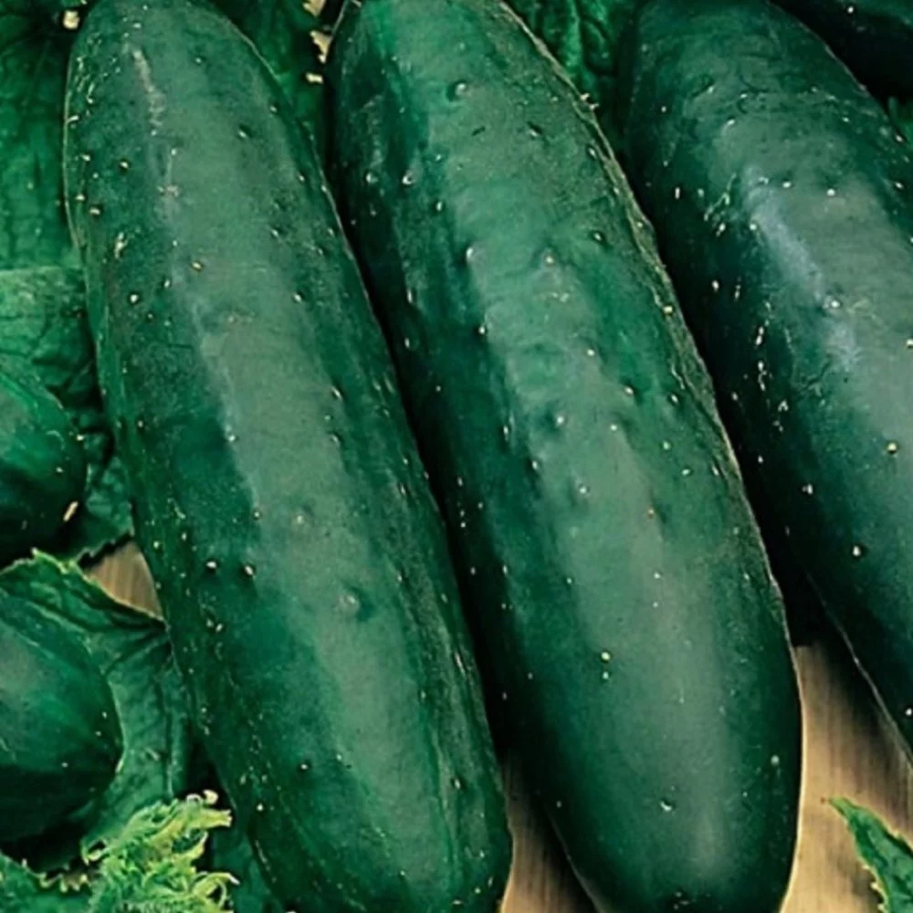 50 Marketmore 76 Cucumber Seeds | NON-GMO | Fresh Heirloom Garden Seeds