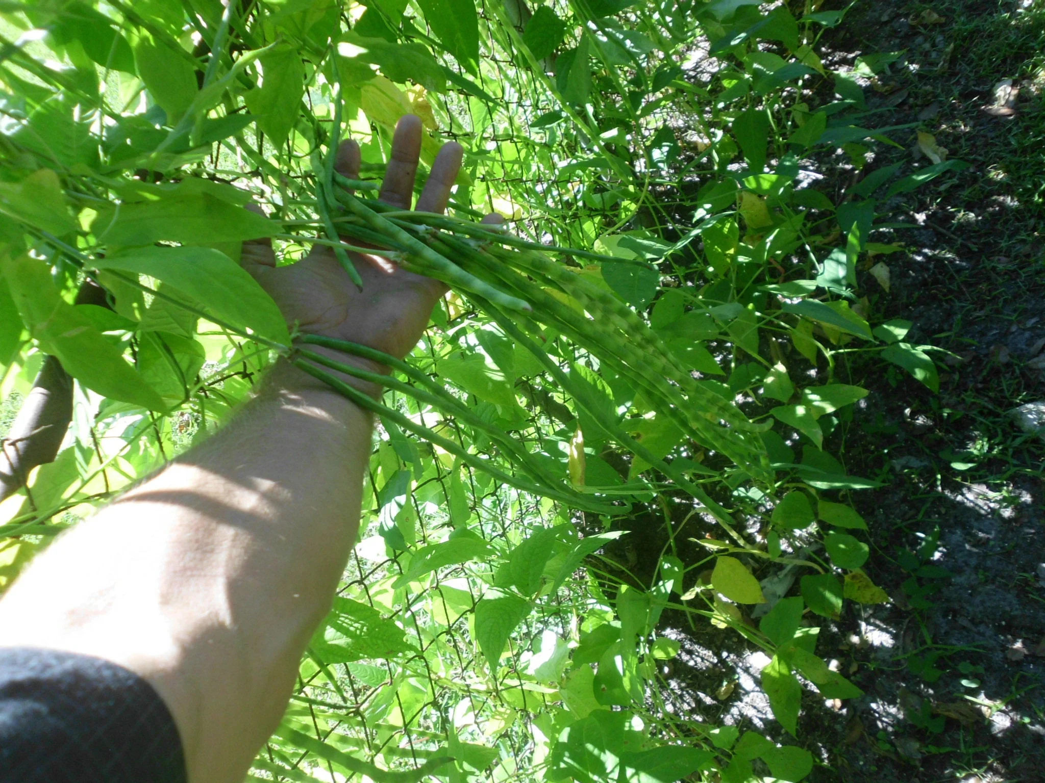 Black Yard Long Bean Seeds/ Annual/ Full Sun/ 2500 Seeds 1lb/ Zellajake Farm and Garden - B159
