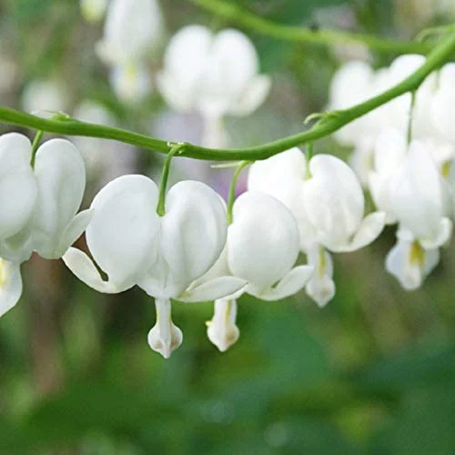 White Bleeding Hearts - Perennial Garden Flower Root