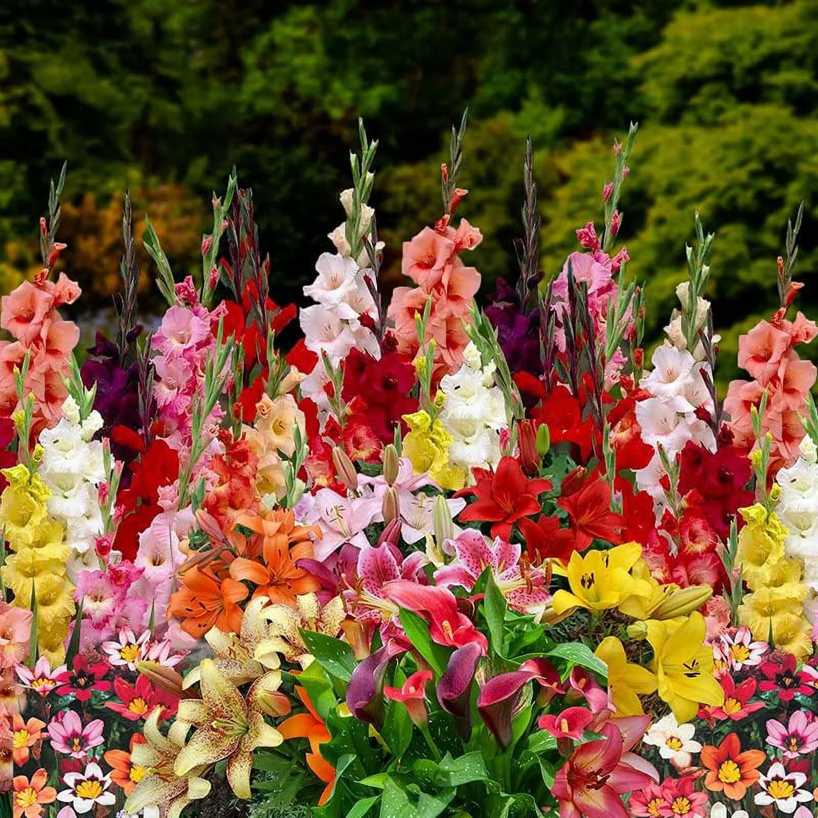 Complete Summer Flower Bulb Garden - 75 Bulbs for 50 Days of Continuous Blooms (Summer Color from July Through October) - Easy to Grow Summer Planting Bulbs by