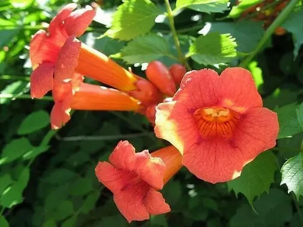 Campsis radicans | Cow Itch | Hummingbird Vine | Trumpet Creeper | 20_Seeds