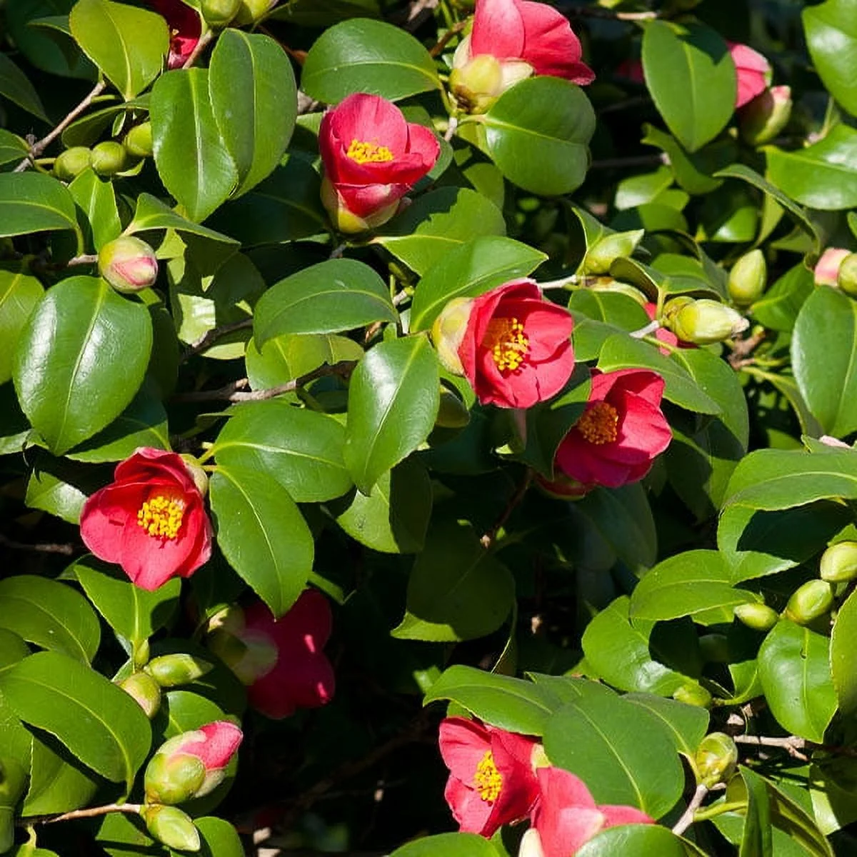 Brighter Blooms - Spring's Promise Camellia Shrub, 1 gal. - No Shipping To AZ,OR,TX