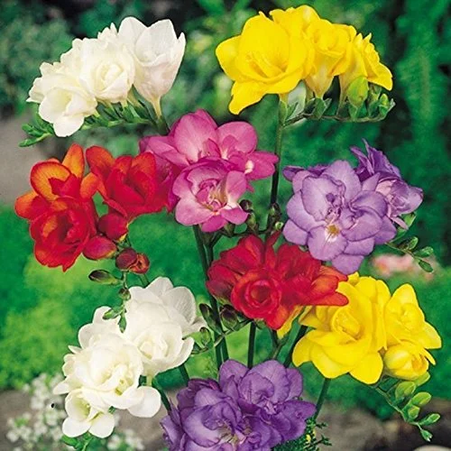 Freesia Mix - 15 Bulbs 5/6cm - Great in Containers