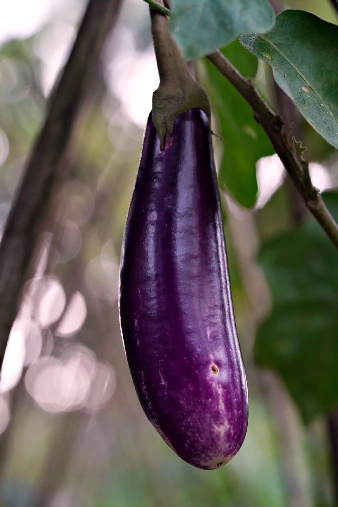 Long Purple Eggplant Seeds/ Annual/ Full Sun/ 8K Seeds 1 oz/ Zellajake Farm and Garden - B36
