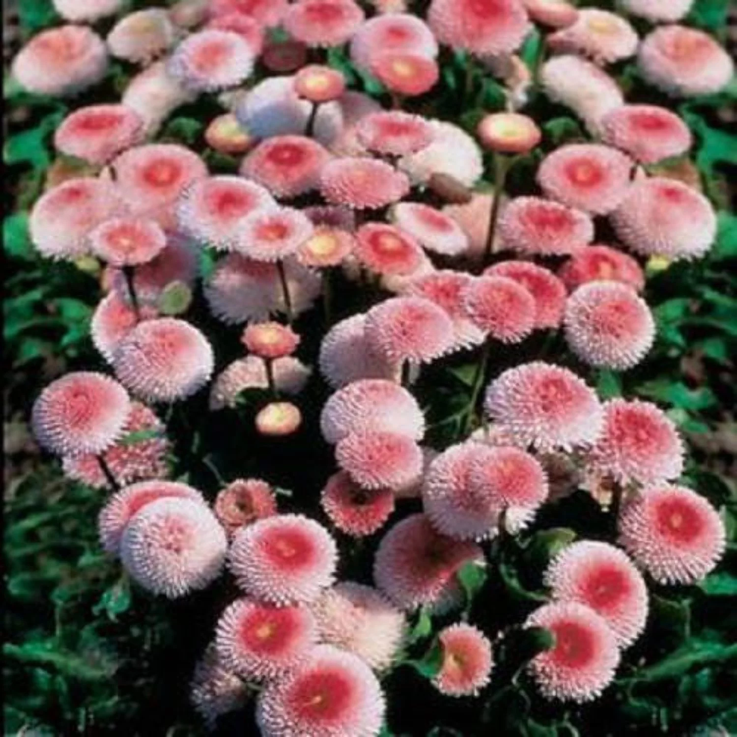 100 Strawberries & Cream ENGLISH DAISY Bellis Perennis Flower Seeds