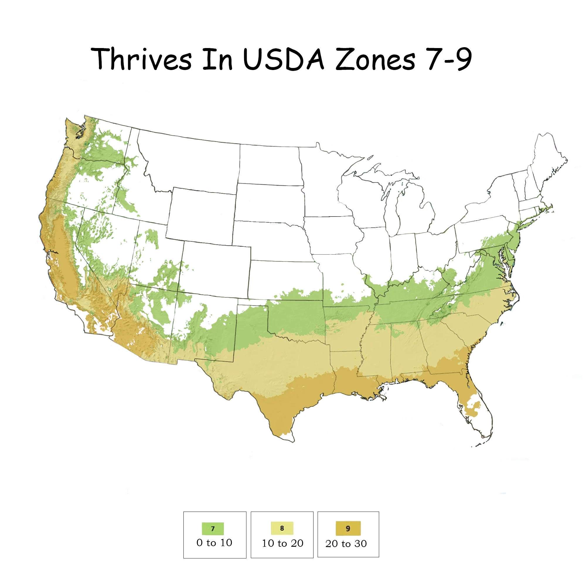 First Editions Midnight Magic Crape Myrtle Live Shrubs (2 Gallon)