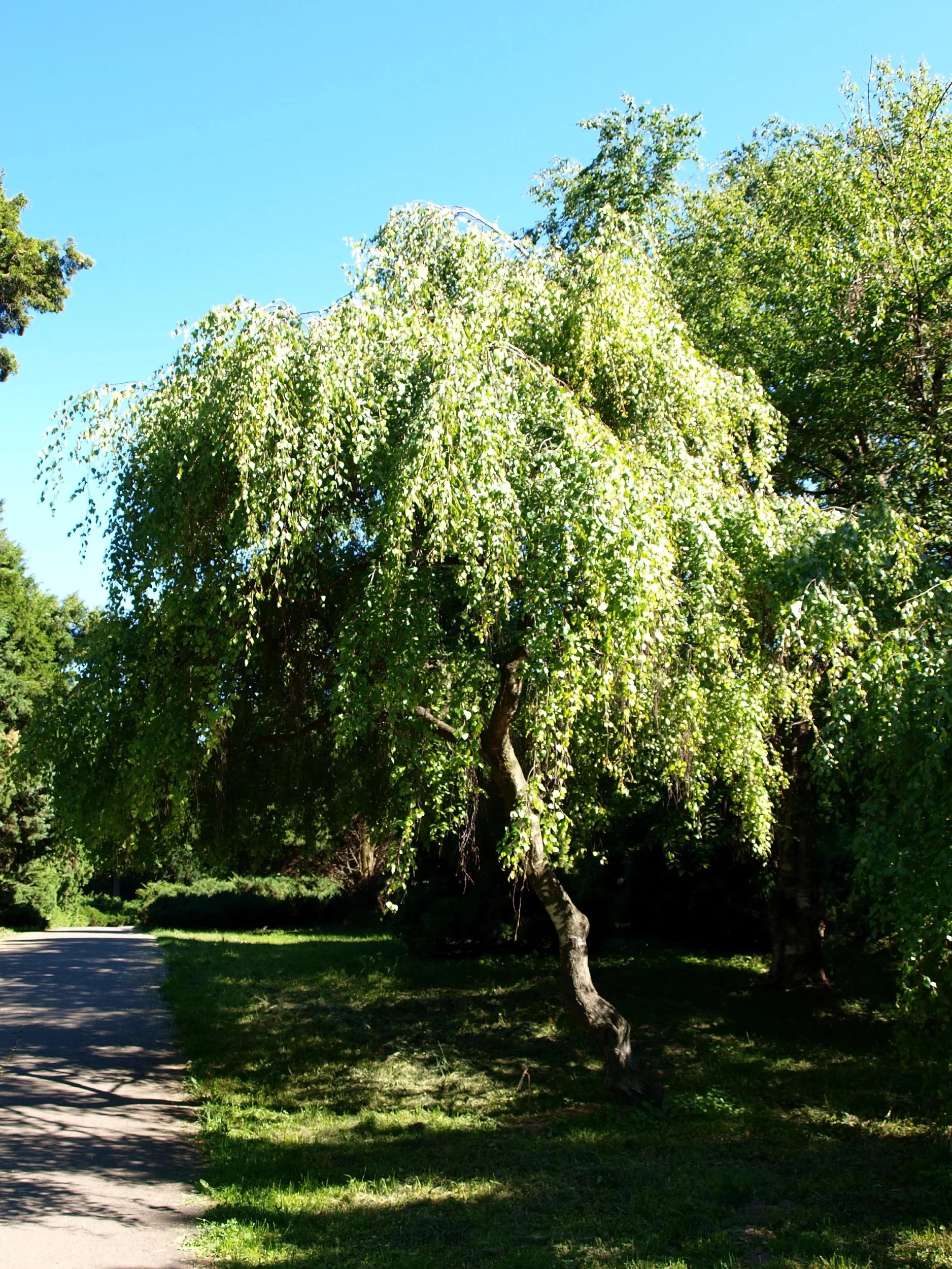 50 SILVER WEEPING BIRCH Tree White European Betula Pendula Alba Seeds