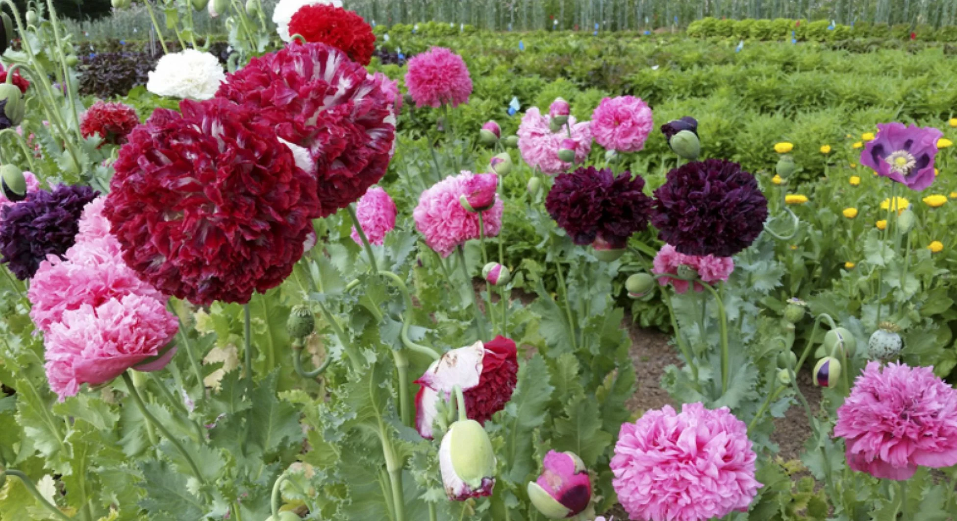 Poppy PERKY PEONY MIX 500 Seeds Papaver somniferum Mother Nature's Seeds Non-GMO Fresh Flower Seeds