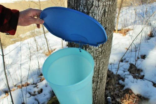 Kids - Maple Tree Tapping Kit - Bucket & Spiles Kit - Fun and Educational Maple Sugaring Kit