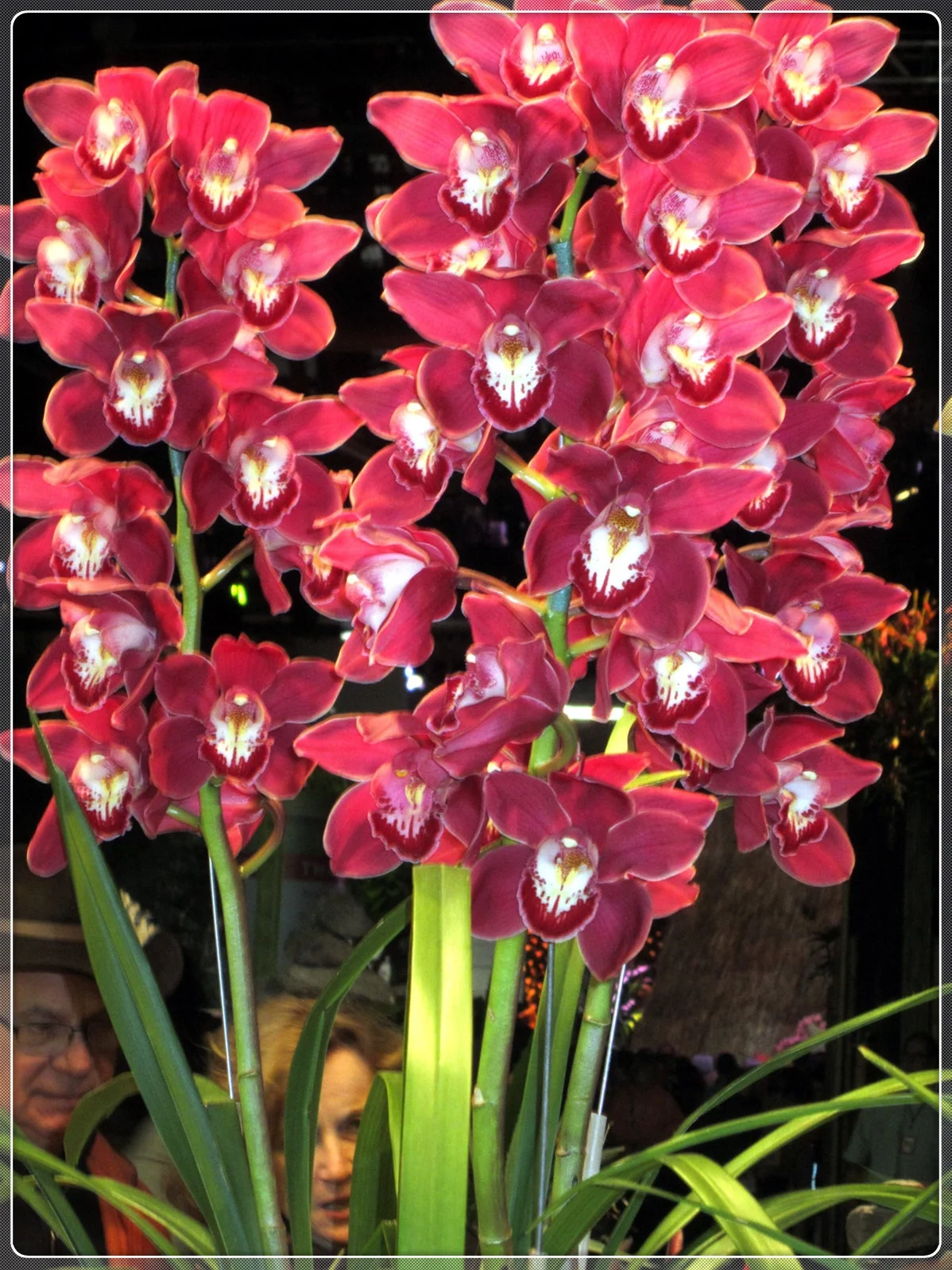 Cymbidium Bulbs, Natural Large Indoor Plants,Cold And Drought Tolerant,Cymbidium Plant. Gardeners Can Plant Easily,Cymbidium Plants Live In Bloom,Cymbidium Bulbs For Planting,Cymbidium Plants Outdoor,