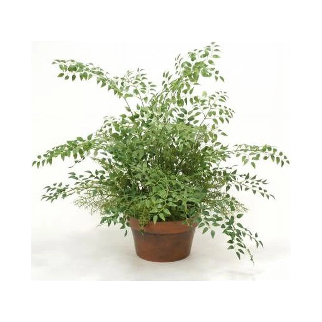 8 in. Smila x Springrii & Fern in Clay Pot, Green