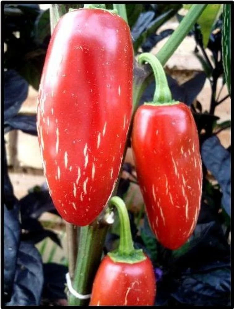 Clovers Garden Mild Jalapeno Pepper Plant - Two (2) Live Plants – Not Seeds – in 3.5 Inch Pots
