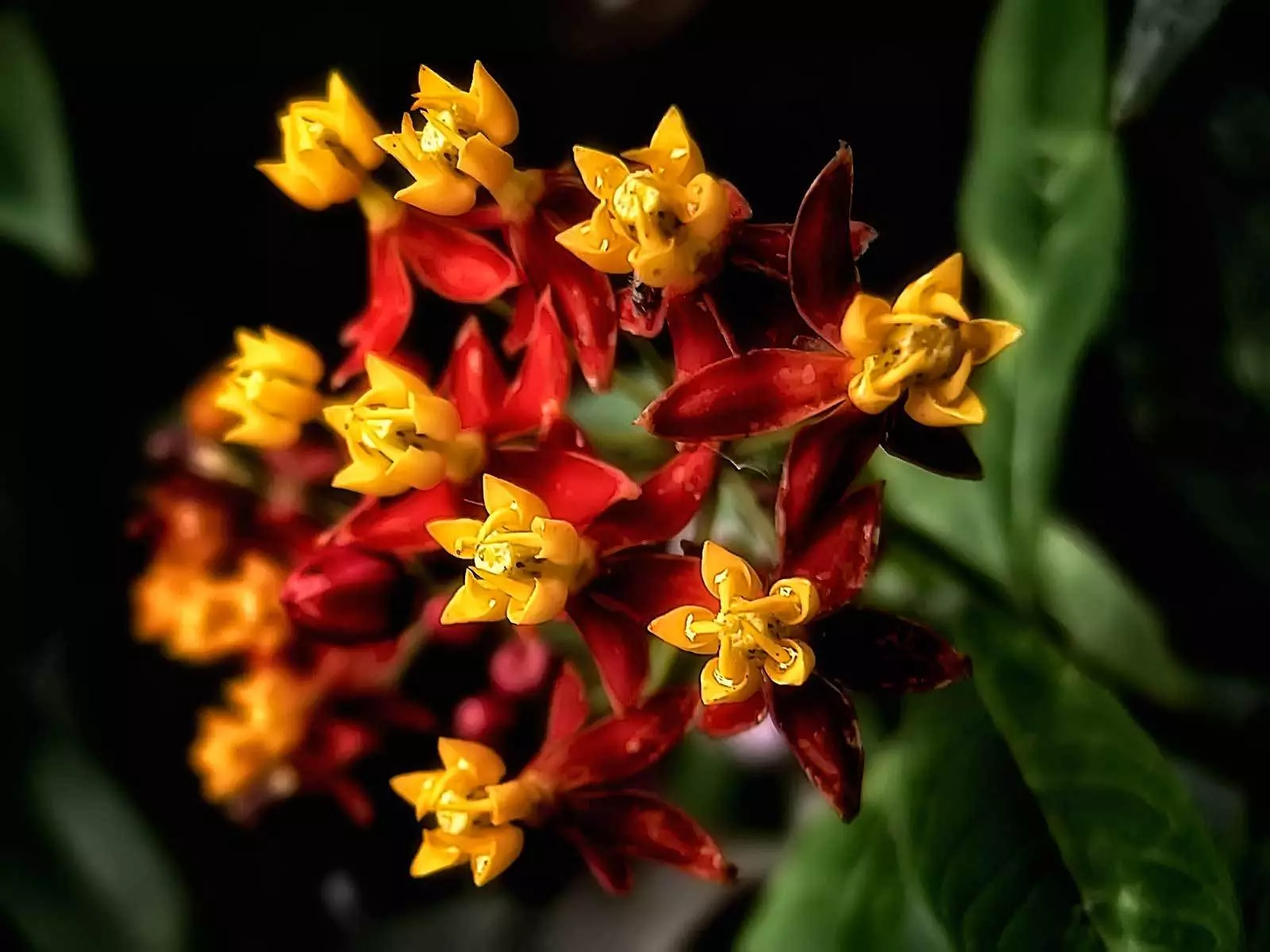 Asclepias curassavica | Blood Flower | 200-Seeds FREE SHIPPING