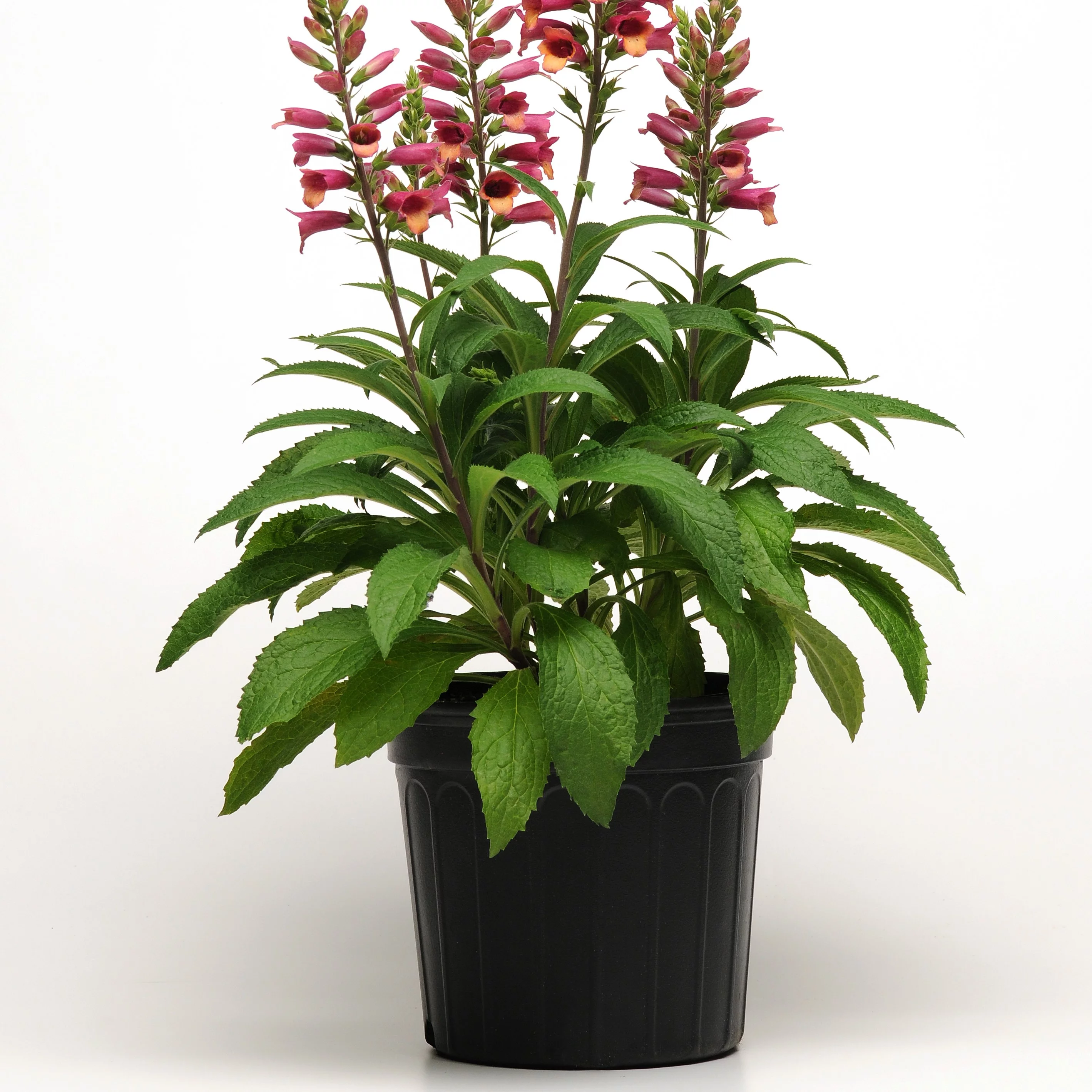 Expert Gardener 2.5QT Multicolor Digitalis Foxglove Perennial (1 Count) Outdoor Live Plants Partial Sun