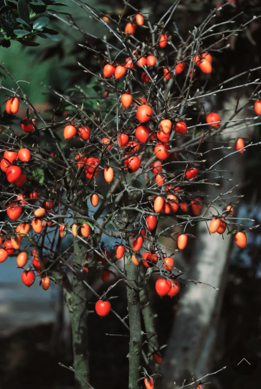 50 Seeds Diospyros cathayensis - Cathay Persimmon , Bonsai