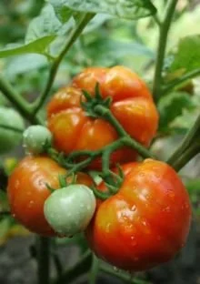 Clovers Garden Beefmaster Tomato Plant– Two (2) Live Plants – Not Seeds –Each 5