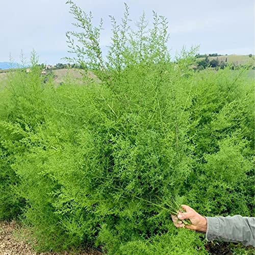 QAUZUY GARDEN 200 Sweet Wormwood Seeds Sweet Annie, Annual Sweet Sagewort | Premium Non-GMO Heirloom Herb Seeds | Fragrant Herb Plant to Plant Home Garden