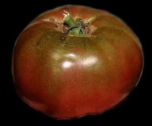 Tomato Black Sea man Great Heirloom Garden Vegetable By Seed Kingdom 100 Seeds