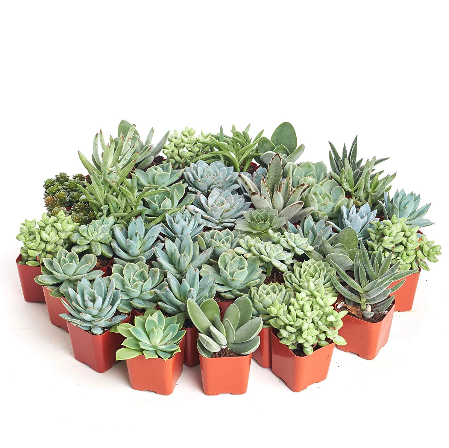 Home Botanicals Blue/Green Collection Succulent (Collection of 128)
