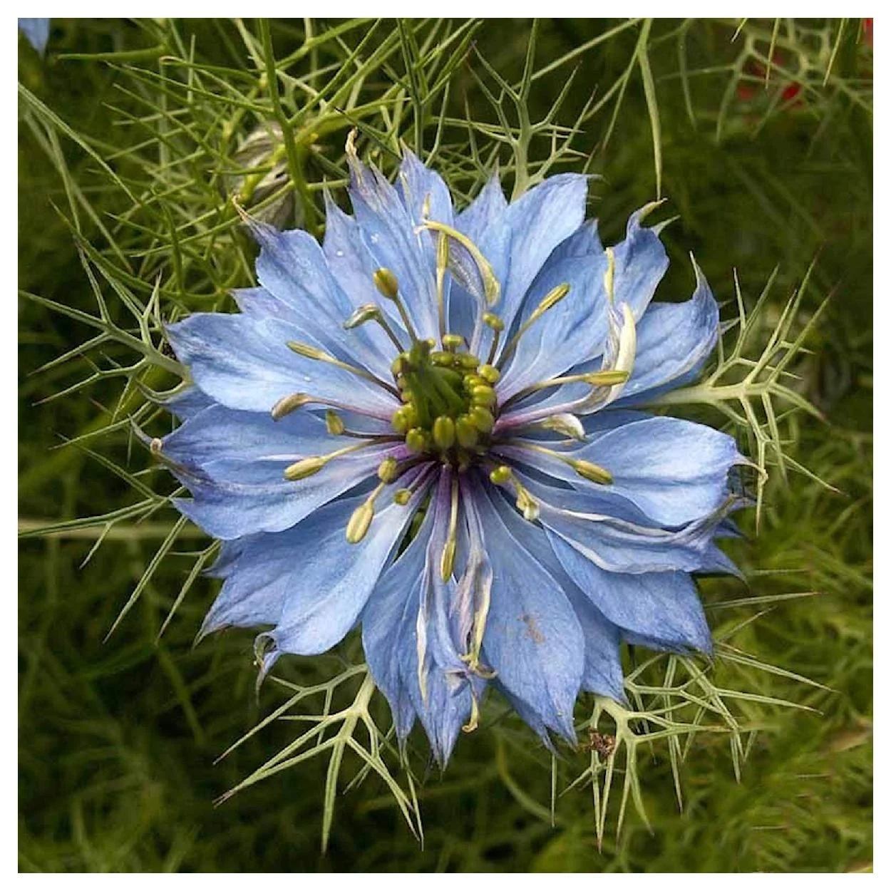 Everwilde Farms - 1/4 lb Love In A Mist Garden Flower Seeds - Gold Vault Bulk Seed Packet