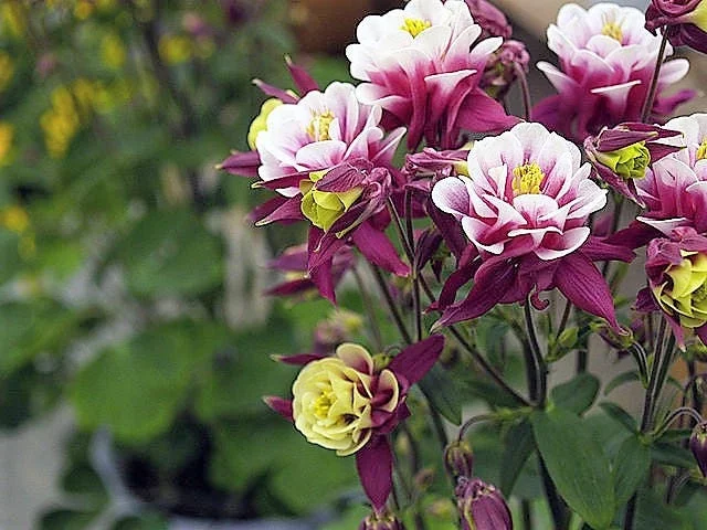 50 Double WINKY ROSE & White COLUMBINE Aquilegia Vulgaris Flower Seeds