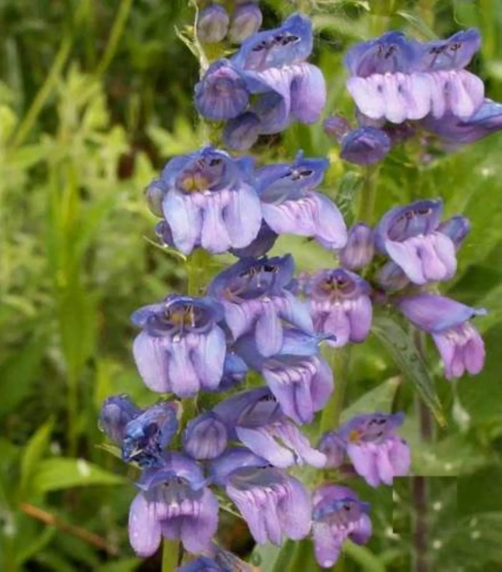 Rocky Mountain Penstemon Wildflower/Annual/Full Sun/ 250 Seeds 1/4 gram/ Zellajake Farm and Garden -  B12
