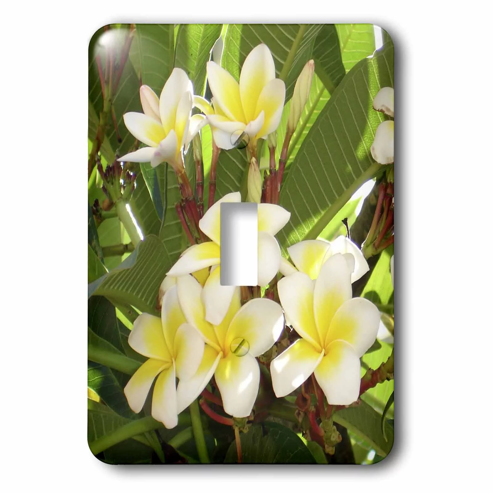 3dRose Frangipani - blossom, cream, cream flowers, flower, frangipani, himatanthus, lady of the night - Single Toggle Switch (lsp_46816_1)