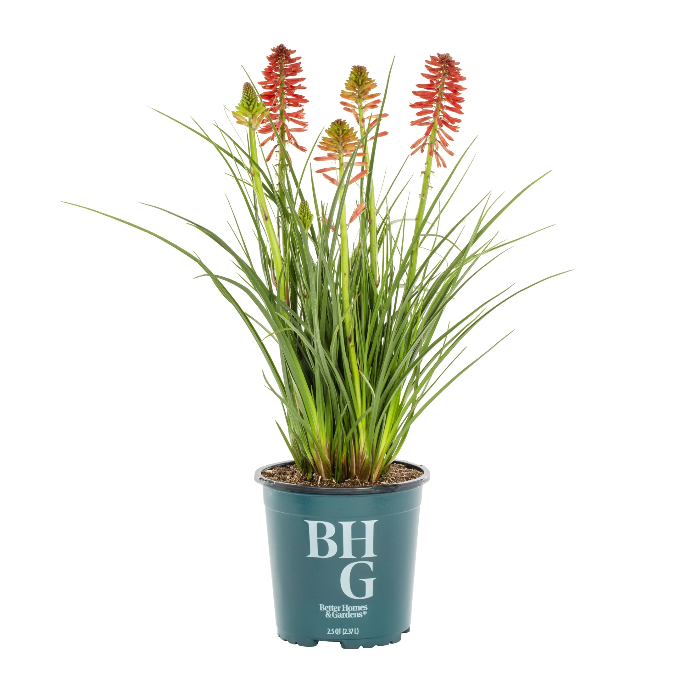 Better Homes & Gardens 2.5QT Multicolor Kniphofia Live Plant Grower Pot Sun