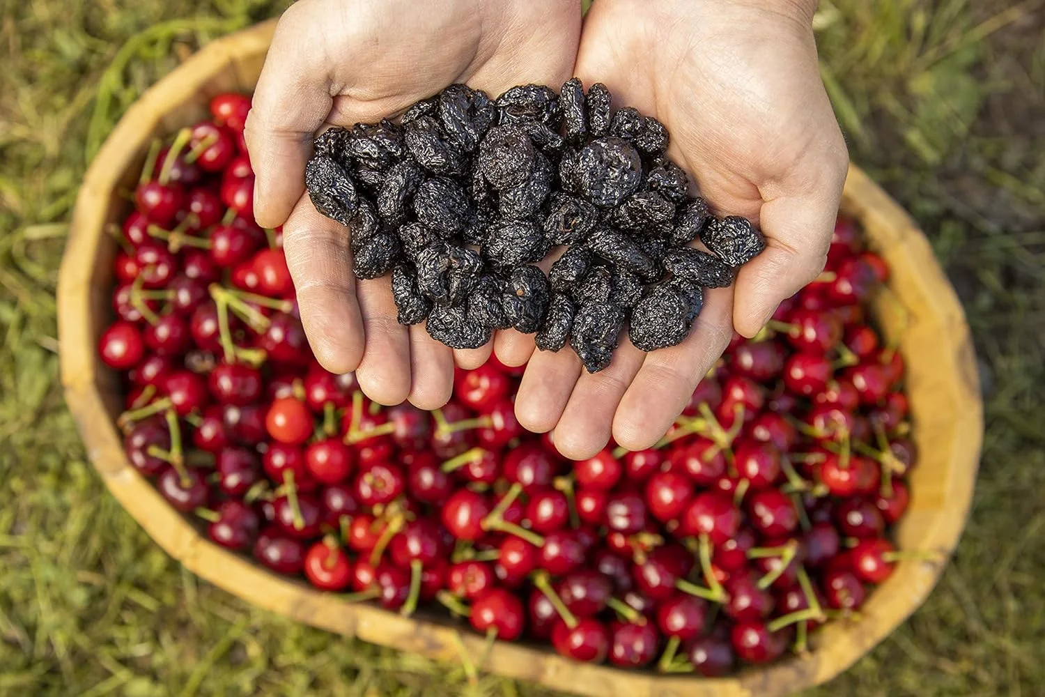dark sweet cherries - natural   - 5 pound bulk