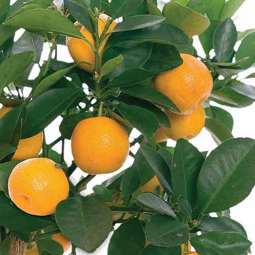 Bloomsz Citrus Fruit Tree Orange, in Decorative Planter