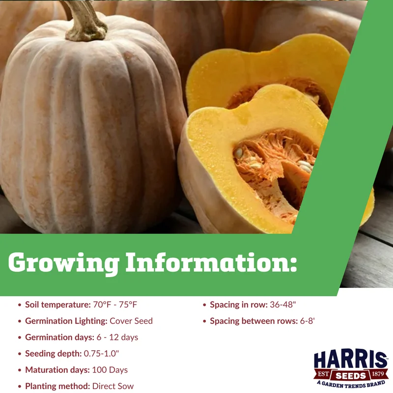 Harris Seeds - Autumn Frost Squash Seeds - Treated - Non-GMO - 25 Seeds
