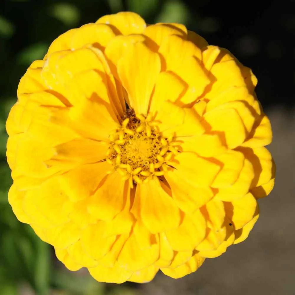 Outsidepride Zinnia Elegans Dahlia Canary Bird - 2000 Seeds