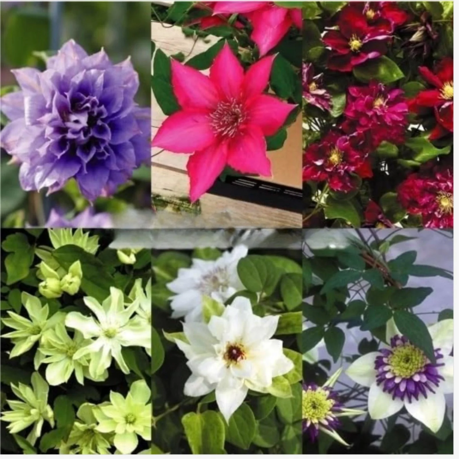 Clematis Bulbs,Clematis Flowers For Planting,Clematis Plants,Pretty,Clematis Root Pot Plants Outdoor,Clematis Vine Plants Live Shade,Clematis Bulbs For Sale.