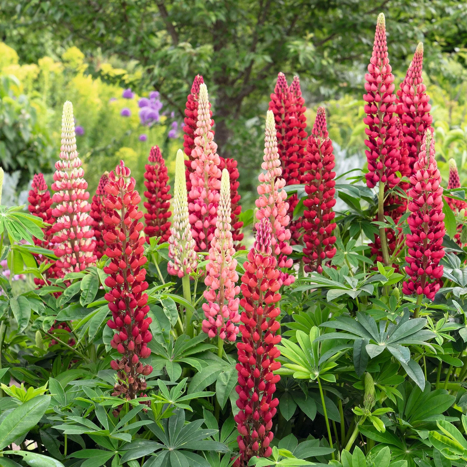Russell Lupine Seeds - My Castle - Packet - Red Flower Seeds,  Heirloom Seed  Attracts Bees, Attracts Butterflies, Attracts Hummingbirds, Attracts Pollinators, Easy to Grow & Maintain, Fragrant